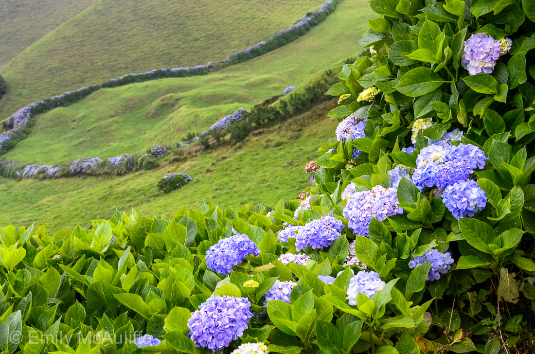 Hydrangeas in the Azores, Portugal